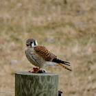 American Kestrel (female)