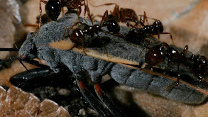 Fire Ants Texas Border Massacre thumbnail