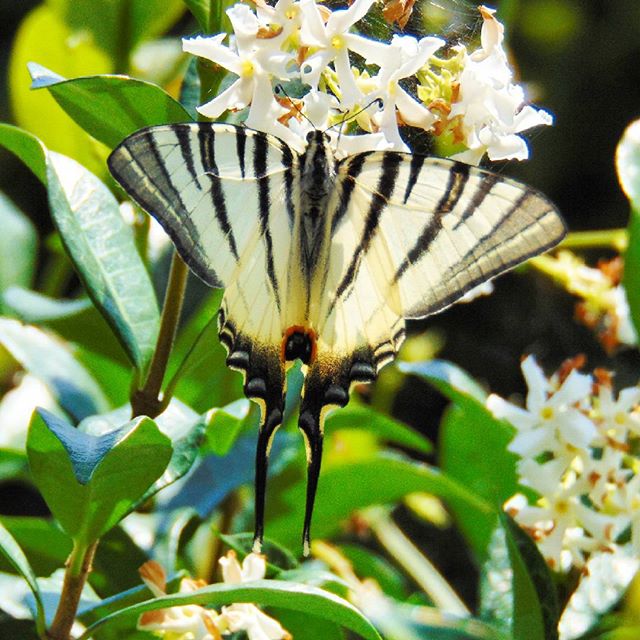 #hd_butterfly#macro#macrophotography#macro_perfection#mydailymacro#istaamici#macro_perfection#macro_premier#ig_photooftheday#superhubs#superhubs_life#superhubs_shot#ig_snapshots#ig_captures_nature#ig_captures#top_macro#loves_macro#macro_spotlight#bugs_are di _sara_1983