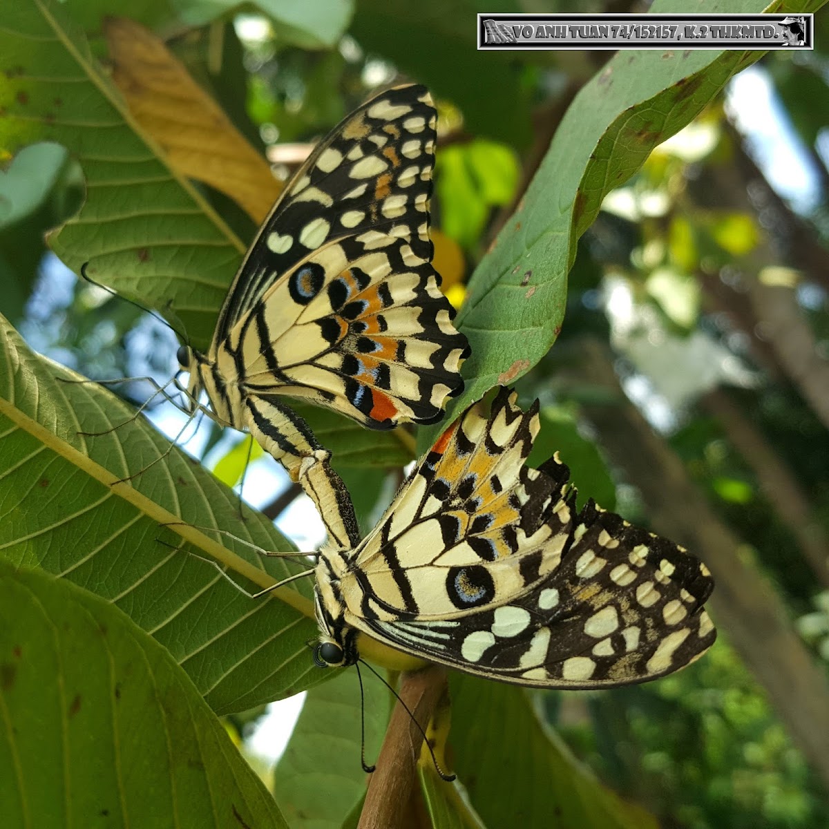 Lime butterfly, pair