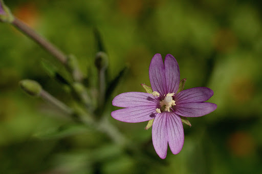 Epilobium obscurum