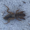 Mole Cricket