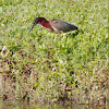 Green Heron