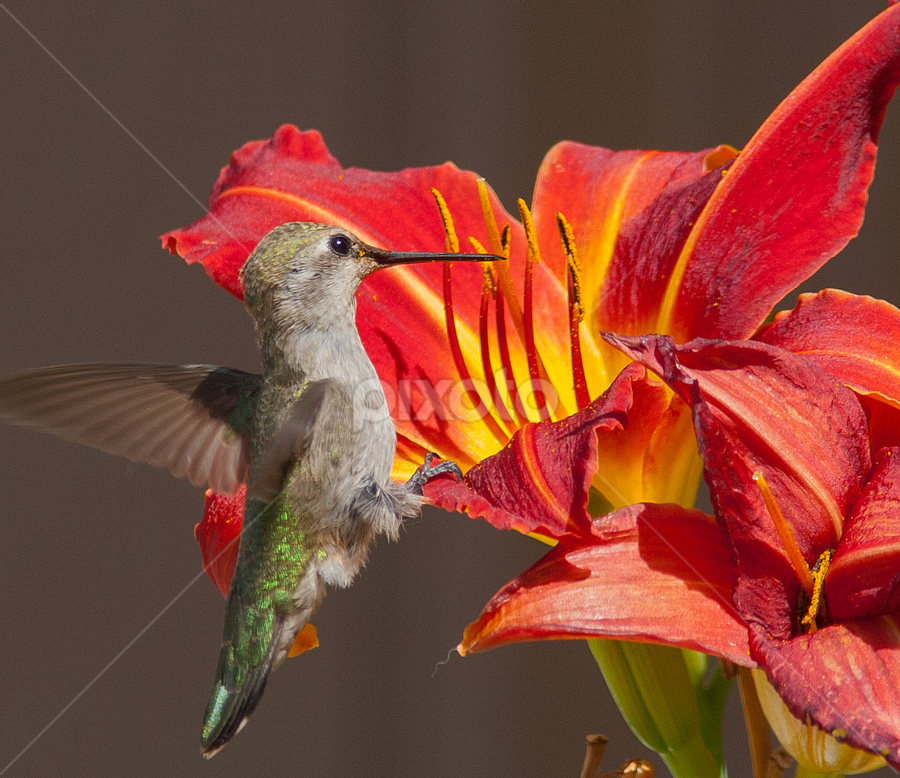 Calypte Anna on Lily by Terry Armstrong - Animals Birds ( calypte anna, hummingbird, birds )