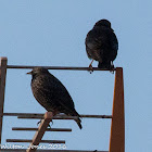 Spotless Starling; Estornino Negro