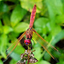 Crimson marsh glider