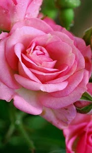 HD Pink Roses Live Wallpaper - náhled