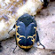 Harlequin Flower Beetle, Flower Chafer