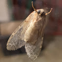 banded tussock moth