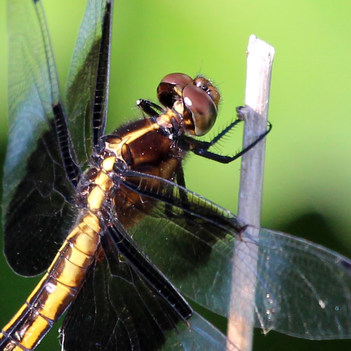 Widow Skimmer (Female)