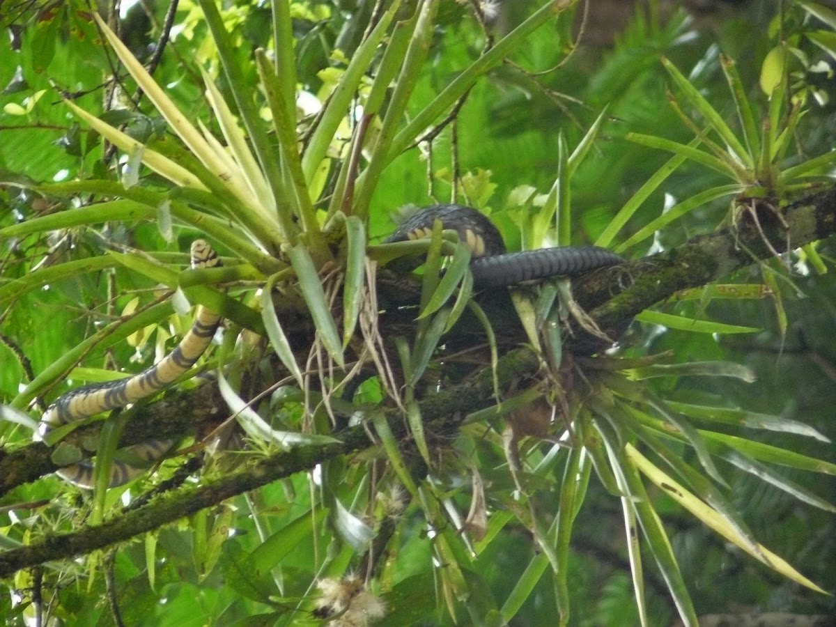 Tiger Rat snake