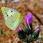 Clouded Yellow; Amarilla