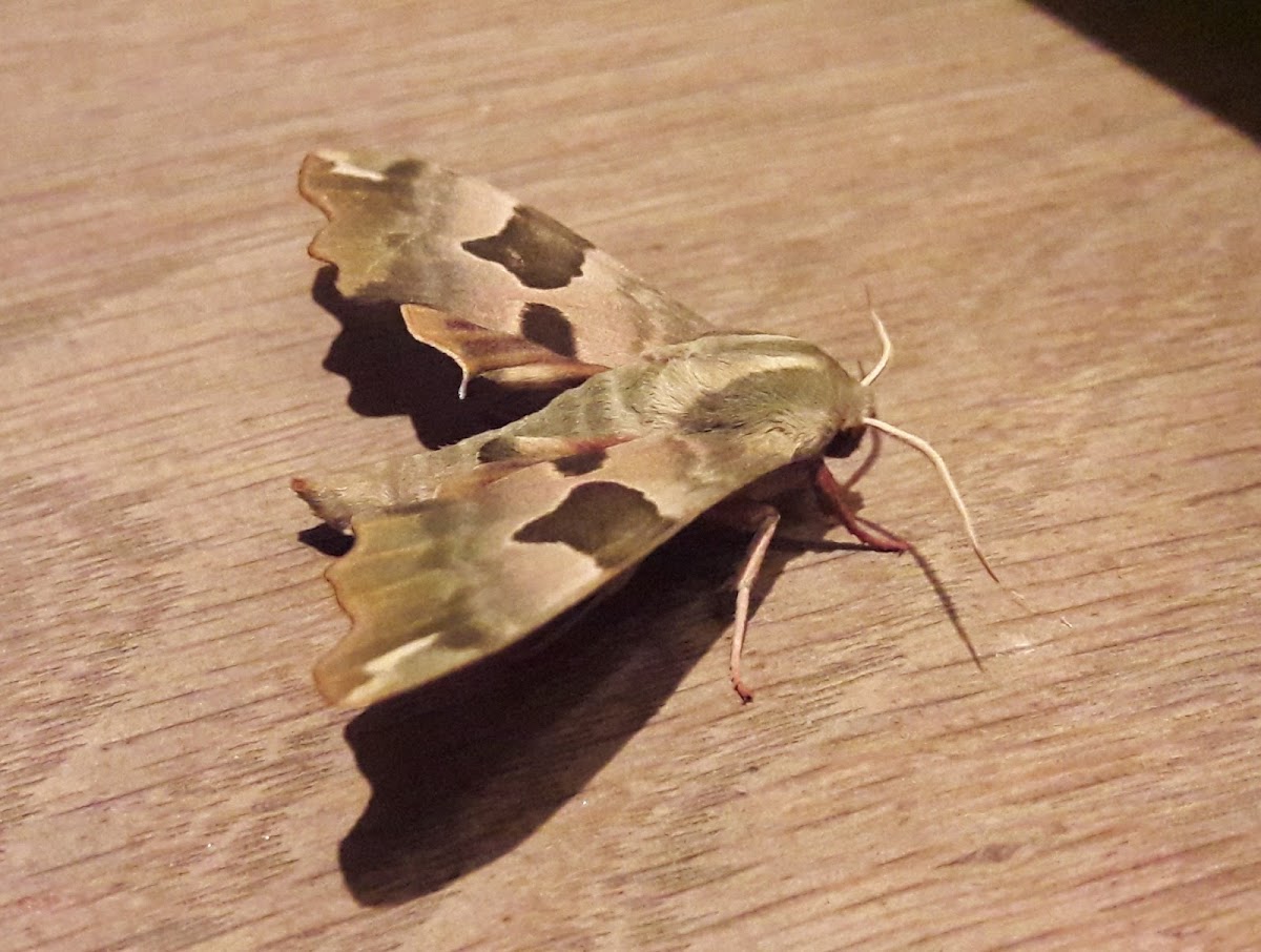 Lime Hawk-moth