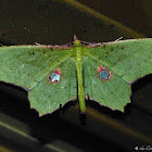 Unidentified moth