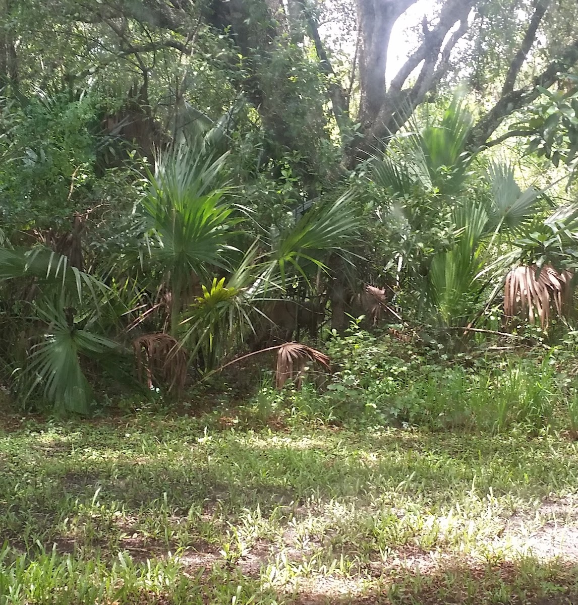 Florida panther