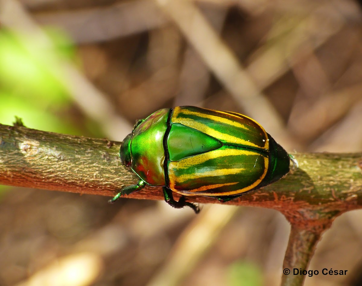 Green and yellow scarab