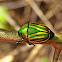 Green and yellow scarab