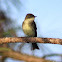 Eastern Phoebe