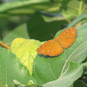 Angled Castor Butterfly