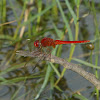 Ruddy Marsh Skimmer