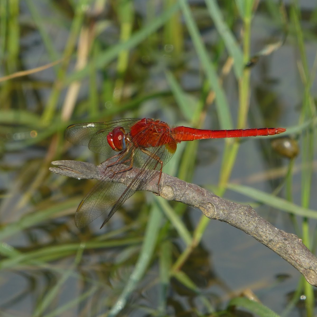 Ruddy Marsh Skimmer