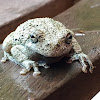 Gray Tree Frog