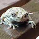 Gray Tree Frog