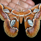 Rothschildia moth