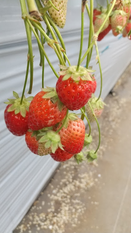 タントカスタムの花粉で汚い・洗っても洗っても(´ω｀）ﾄﾎﾎ…・洗ってないけど・🍓( '-' 🍓 )ｲﾁｺﾞﾁｬﾝ・バッテリー液補充に関するカスタム事例の投稿画像3枚目