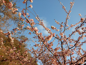 桜を見ながら