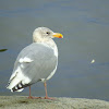 Olympic Gull