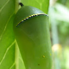 Monarch Chrysalis