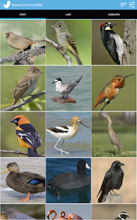 Audubon Birds - A Field Guide