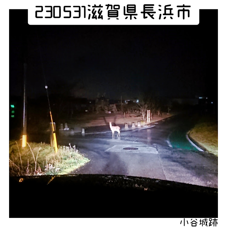ヴェロッサの滋賀県・長浜市・小谷城・日本100名城・野生の鹿に関するカスタム事例の投稿画像1枚目