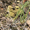 Yellow scale lichen