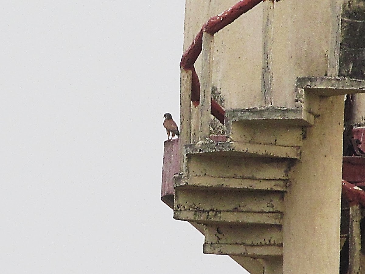 Common Kestrel