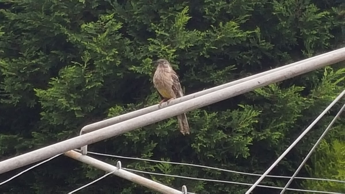 red wattlebird