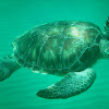 Green Turtle