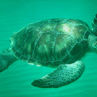 Green Turtle