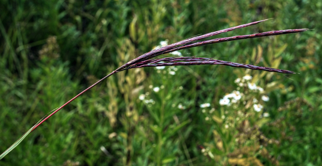 Big Bluestem