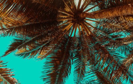 Coconut palm tree small promo image