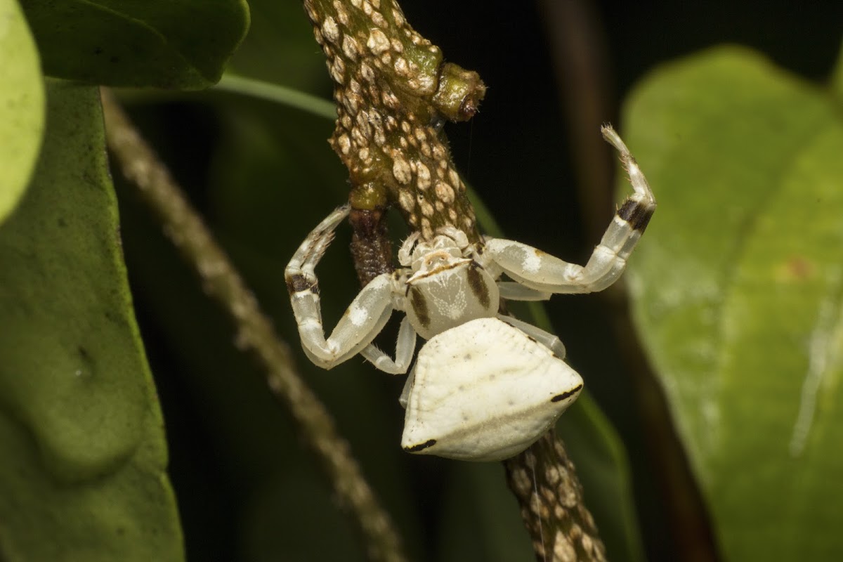 Crab Spider