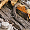 Pale Flecked Garden Sunskink