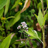 white flower