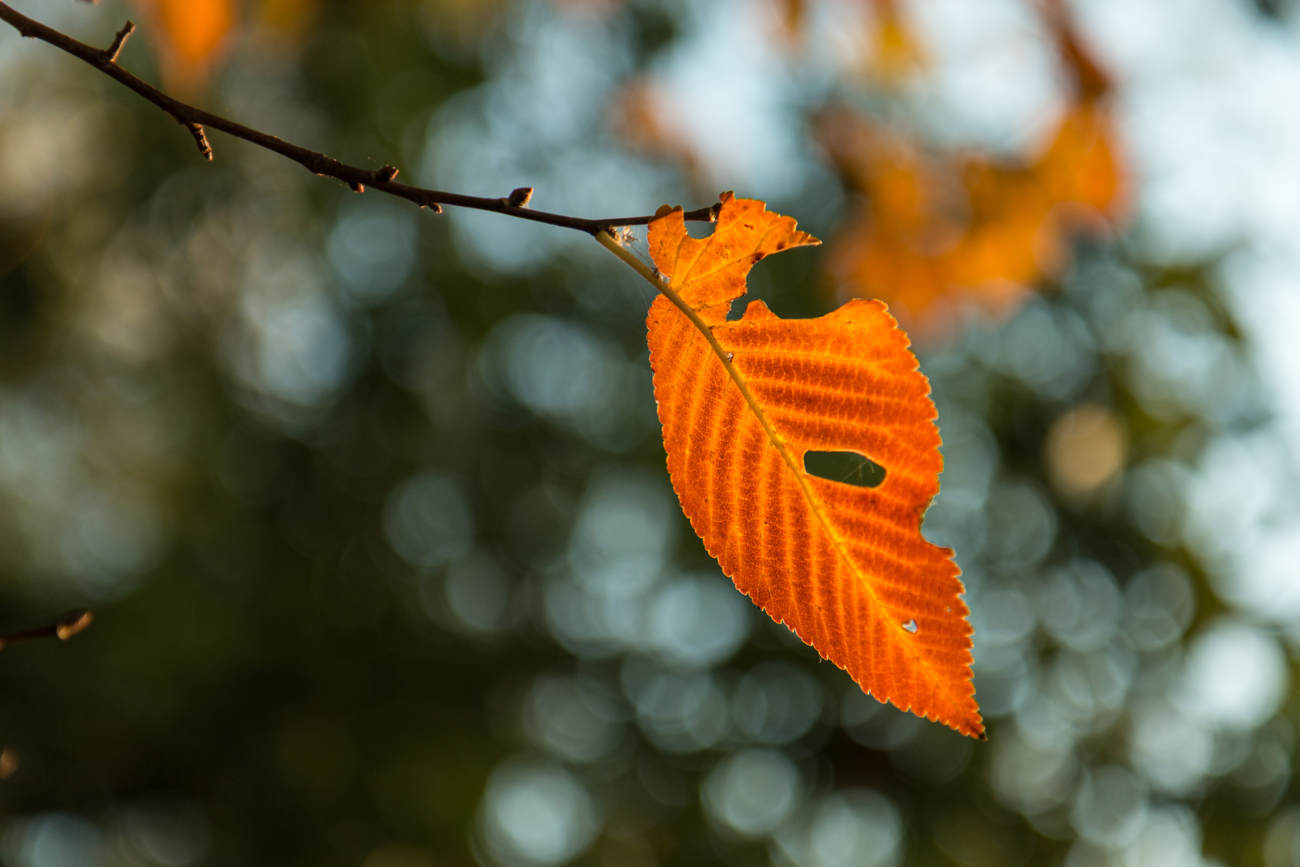 L'essenza dell'autunno di Maraudi