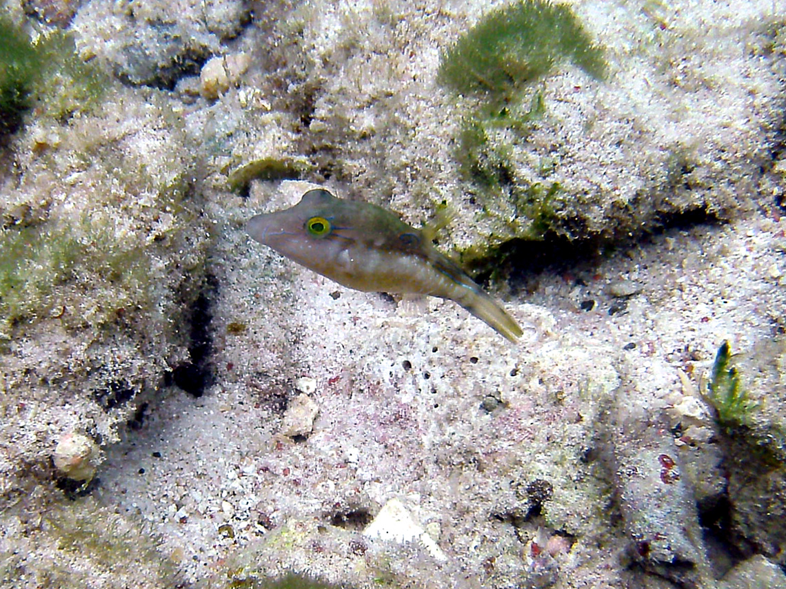 Sharpnose Puffer