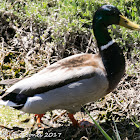 Mallard; Anade Real