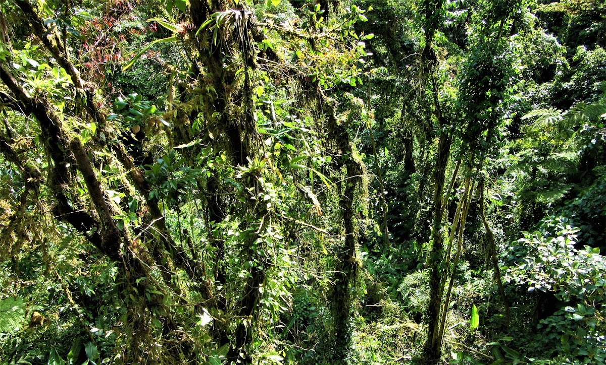 Monte Verde Cloud forest