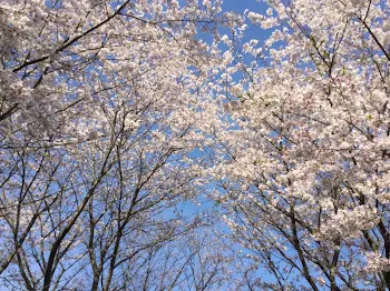 10日で終わった恋