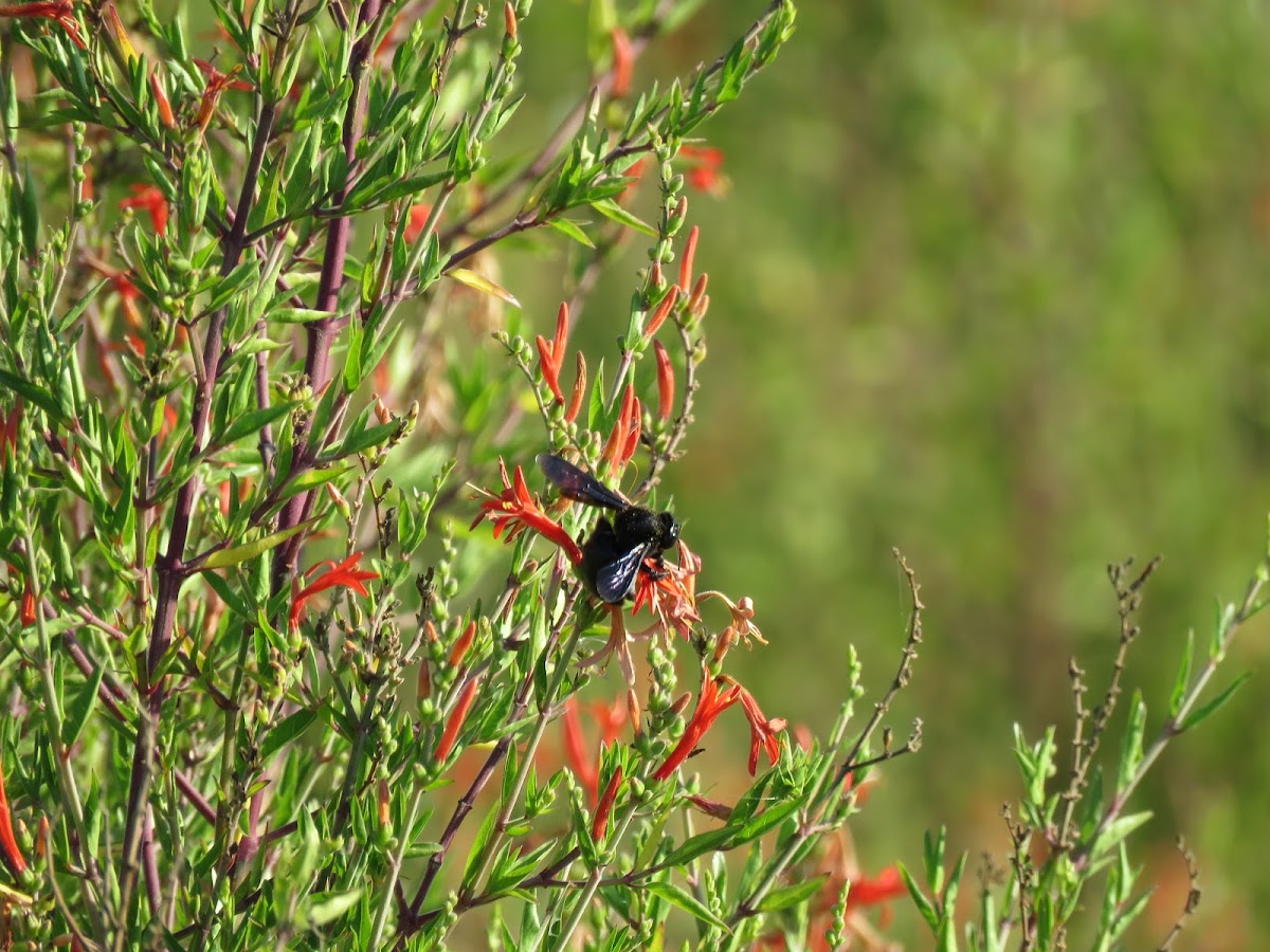 Southern Carpenter Bee